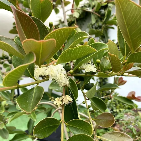 Apartamento Casa Martinho Cozy Retreat In The Heart Of *